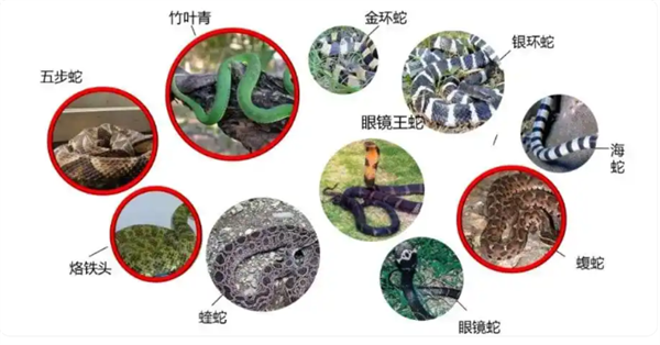 男子被毒蛇咬伤 忍痛抓又被来一口 专家：保命方法必须记住