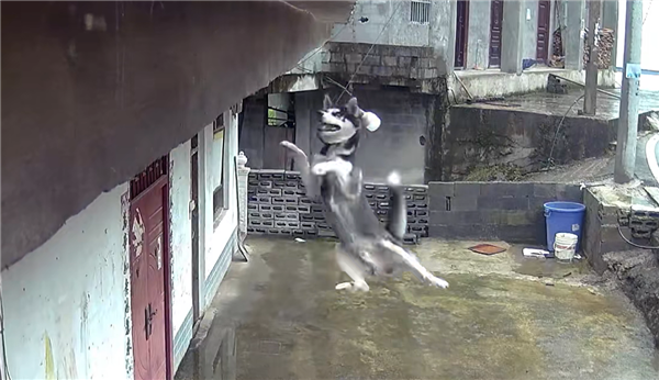 哈士奇着急玩二楼跳下被绳栓半空：差点就勒死