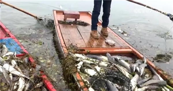 女子为祈福放生2.5万斤外来鲇鱼：被判赔偿5.8万