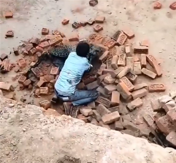 印度一男子与豹子肉搏：竟然还打赢了！