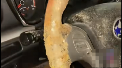 方向盘霉菌长达3厘米！车主：洗车没晾干9天后全车发霉