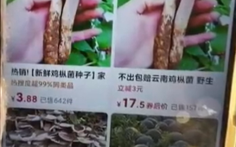 网购“鸡枞菌种”却种出毒蘑菇 专家称网售的全是假货