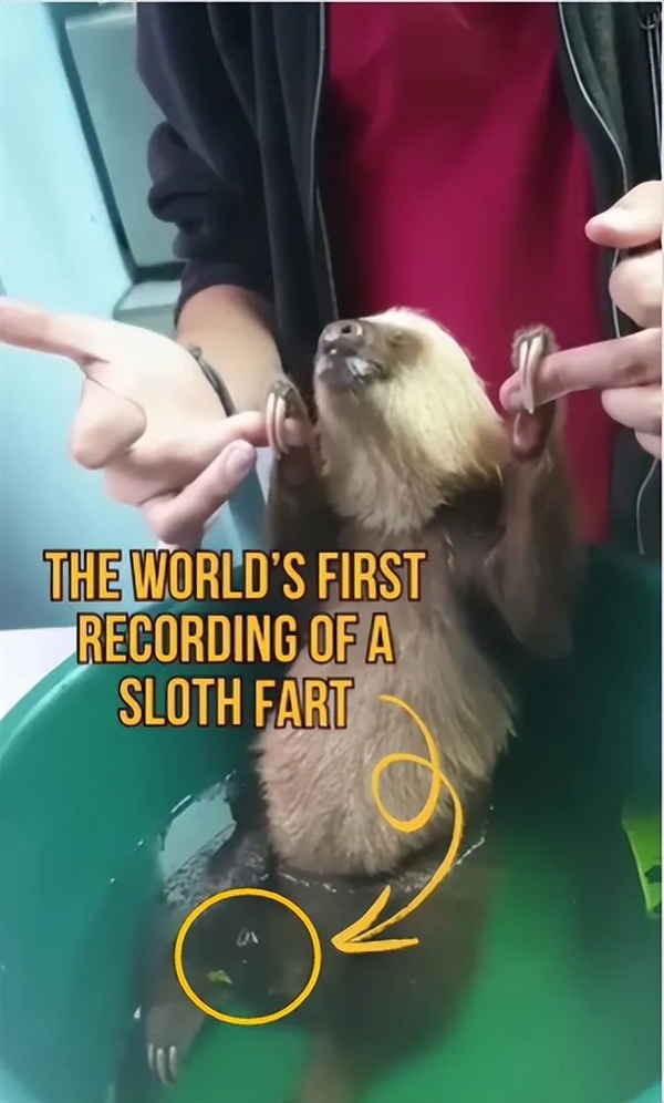 一只树懒水中放了一个屁：科学界为之轰动不已！