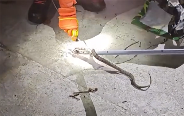 猫咪立大功！贵州一农户家井中发现剧毒烙铁头蛇