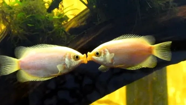 中国古人接吻比你想得早多了!插图 接吻才不是外国的习俗!中国古人接吻比你想得早多了