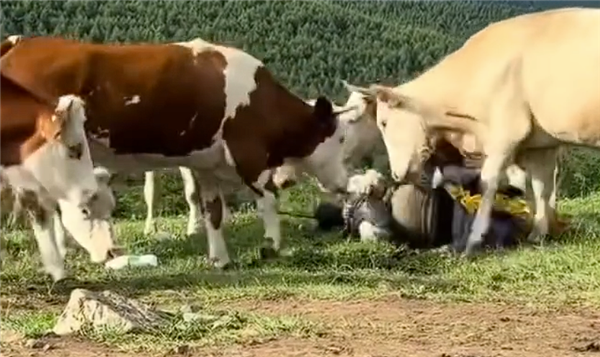 喂牛吃牛肉干 还频频戳牛屁股！有游客在五台山被牛围攻