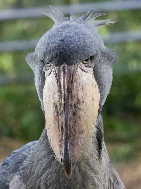 这种野生动物会向你鞠躬 允许你靠近：但是 它们真的很可怕