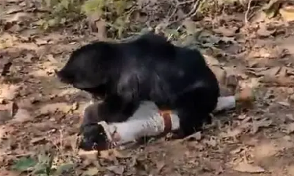 印度三人遭懒熊疯狂袭击：一对父子遇害 另一人重伤