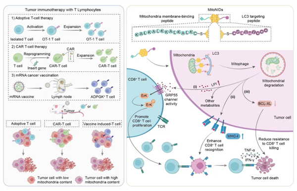 中科院新突破:纳米技术精准诱导肿瘤细胞自毁防线插图1 中科院新突破:纳米技术精准诱导肿瘤细胞自毁防线