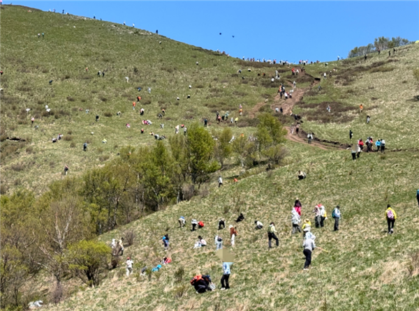 数千人涌入割韭菜：北京的这座山被“薅秃了”