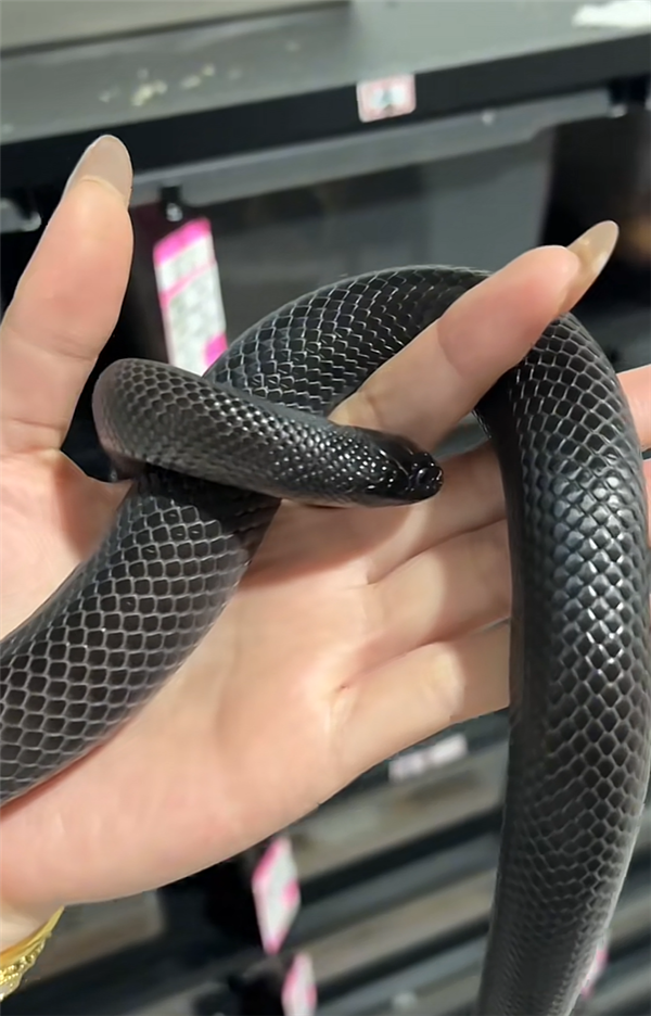 异宠博主给黑王蛇换水被咬住数秒：擦了点碘伏