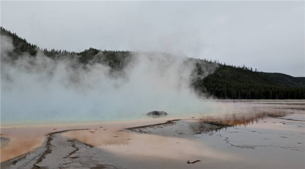 女子拍到野牛跌入温泉被活活煮死:可煮到只剩骨头!插图2 女子拍到野牛跌入温泉被活活煮死:可煮到只剩骨头!