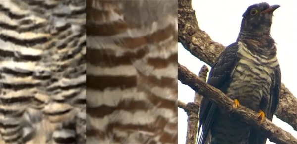 为了能在宿主巢中下蛋 杜鹃比想象得还要努力：连样貌都变了