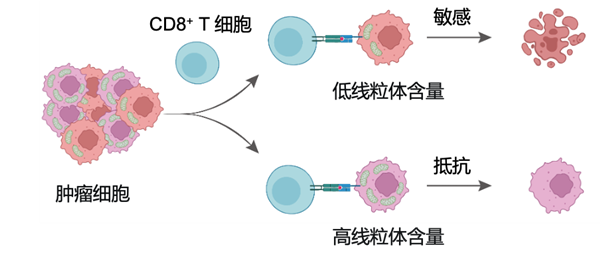 中科院新突破:纳米技术精准诱导肿瘤细胞自毁防线插图 中科院新突破:纳米技术精准诱导肿瘤细胞自毁防线