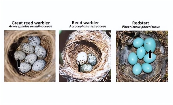 为了能在宿主巢中下蛋 杜鹃比想象得还要努力：连样貌都变了