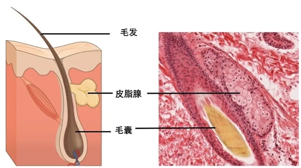 真的想问:下巴凸起的小颗粒 到底是什么呀!插图1 真的想问:下巴凸起的小颗粒 到底是什么呀!