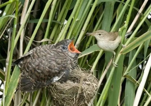 为了能在宿主巢中下蛋 杜鹃比想象得还要努力：连样貌都变了