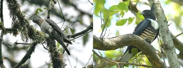 为了能在宿主巢中下蛋 杜鹃比想象得还要努力：连样貌都变了