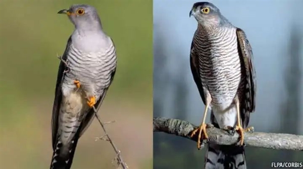 为了能在宿主巢中下蛋 杜鹃比想象得还要努力：连样貌都变了