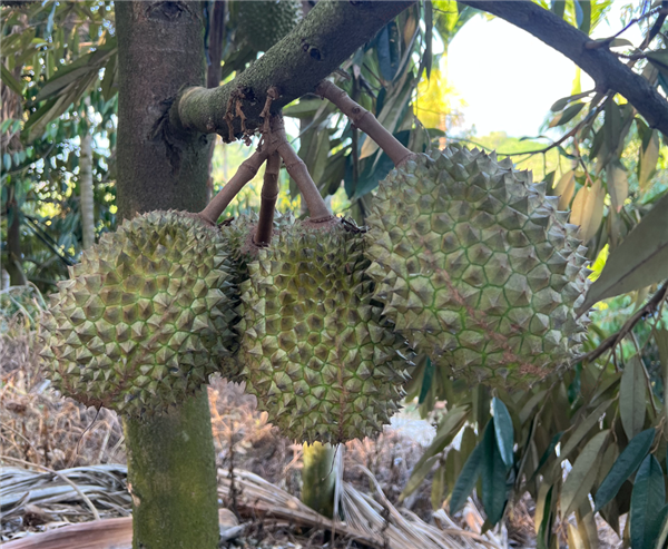 六年攻关！首批国产“树上熟”猫山王榴莲正式上市