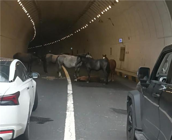 小马倒地5匹大马隧道内“拦路求助” 交警称已到现场处理