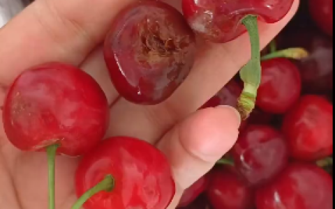 花3千寄66箱樱桃收到全烂 客服：保价只保证货物准时送达