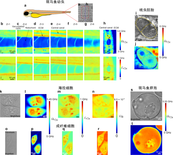 我国成功研制全球首台高时空分辨布里渊显微镜：首次亚毫秒、亚微米
