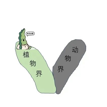 误会大了！你爱吃的海带竟然不是植物