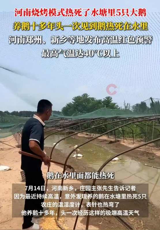 全国体感超45℃区域达到最大！河南网友：养鹅十多年头一次见鹅热死在水里