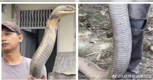 三哥太勇！印男子徒手抓小腿般粗巨型眼镜王蛇：淡定到跟玩一样