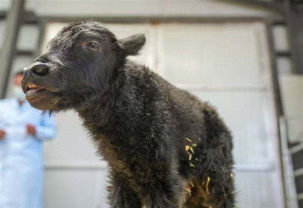 全基因组选择+体细胞克隆！全球第一头克隆牦牛剖腹产诞生