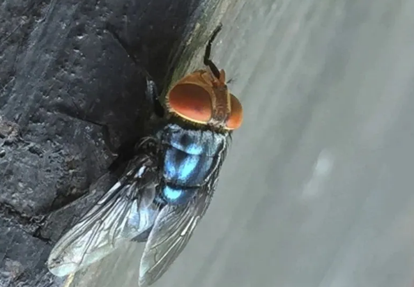 两周吃掉一头牛！美国为对抗致命寄生虫培育数十亿只苍蝇