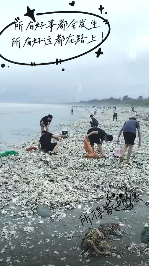 “韦帕”过境广东一海滩遍地海鲜 专家提醒：当心这种细菌引发败血症