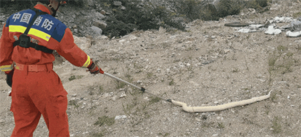 贵阳惊现一条黄金蟒：通体金黄色 国家一级保护动物