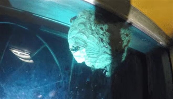 男子捅自家20厘米马蜂窝 反遭“群殴”蜇伤 紧急求助119