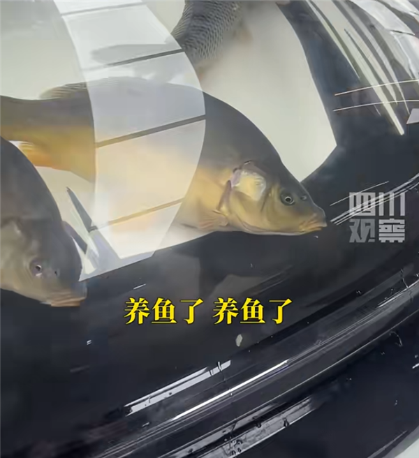 男子在汽车引擎盖贴车衣养鱼 交警回应：非法改装 不能上路