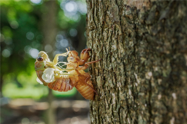 一天净赚2000元！知了猴怎么就火出圈了