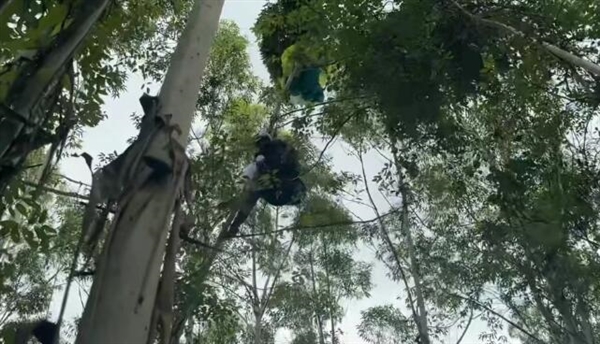 女子学滑翔伞 起飞十几秒突然坠落 大树救一命插图 女子学滑翔伞 起飞十几秒突然坠落 大树救一命