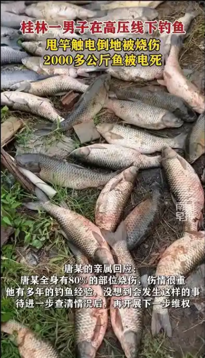 男子钓鱼竿碰到高压线致全身有80%烧伤 鱼塘4000斤鱼被电死