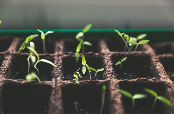 改写光合作用！麻省理工科学家让植物加速生长