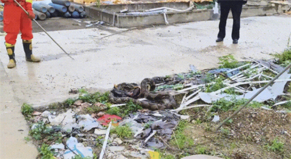 贪吃蛇一口气连吞8只鸡 结果吃太撑全吐出来了