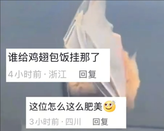 开饭了！网友家中惊现“大菊头蝠”：M码翅膀包不住XXL身体