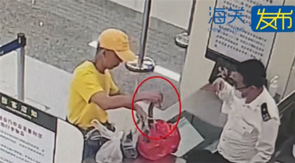 大爷拎着一条眼镜蛇进境 众人被吓退两步