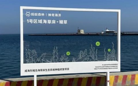 你们种在海底的“蚂蚁森林” 捞出海参了