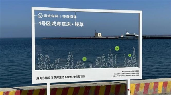 你们种在海底的“蚂蚁森林” 捞出海参了