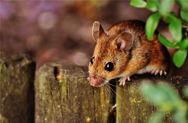 微米级“脑地图”来了！中国科学家突破脑科学研究关键技术