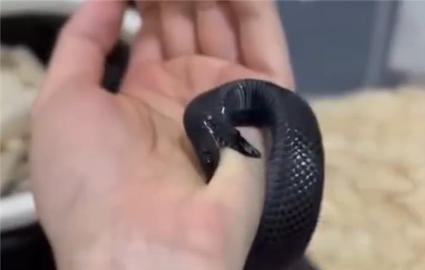 异宠博主给黑王蛇换水被咬住数秒：擦了点碘伏
