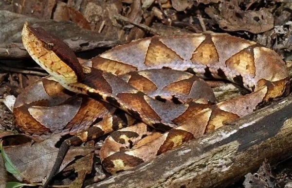 男子野外偶遇五步蛇想抓来玩：蛇毒喷到眼睛里差点失明