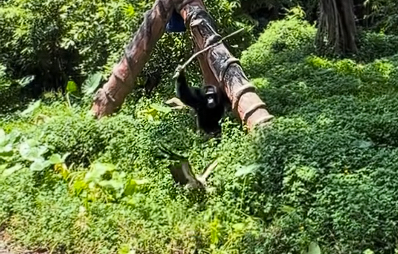 动物园黑猩猩暴打一只鸟被同伴劝阻 园方回应：出于好奇或调皮