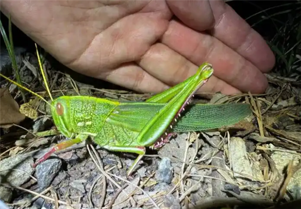 合肥发现最大蝗虫 专家：肉质丰满 可做美食